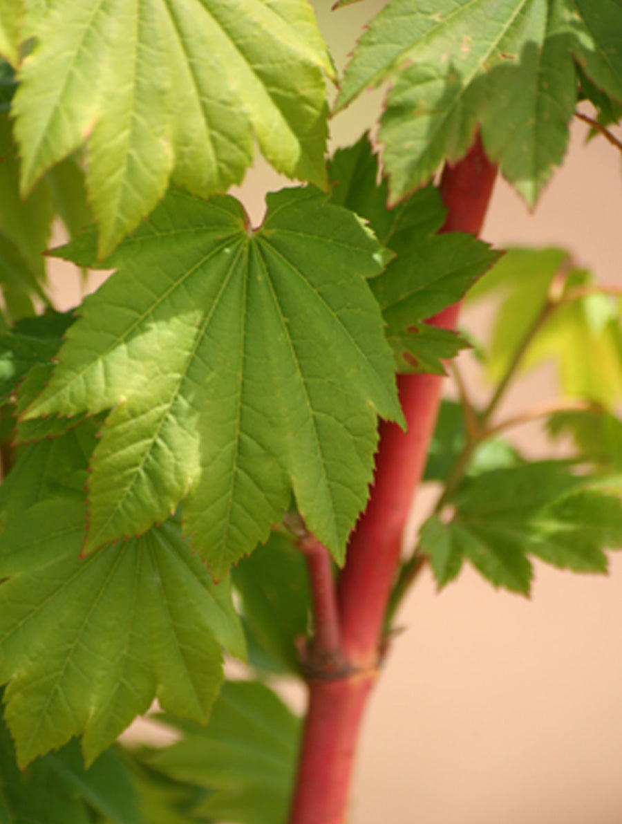 Acer Pacific Fire | Vine Maple